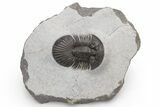 Scabriscutellum Trilobite - Nice Shell Detail #230481-2
